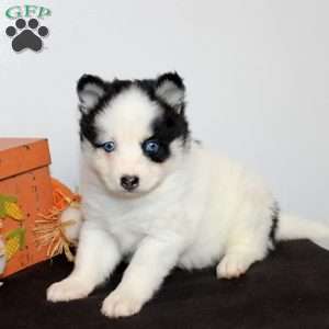 Harlow, Pomsky Puppy